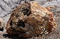 M004 Petrified Forest